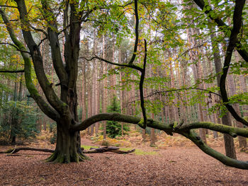 Trees in forest