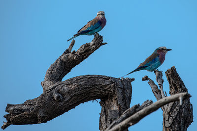 Low angle view of birds perching on tree against blue sky