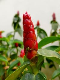 Close-up of red chili peppers plant