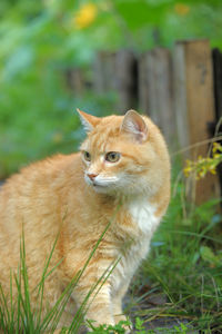 Close-up of a cat looking away