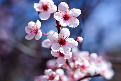 Close-up of apple blossoms in spring