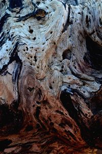 Full frame shot of tree trunk