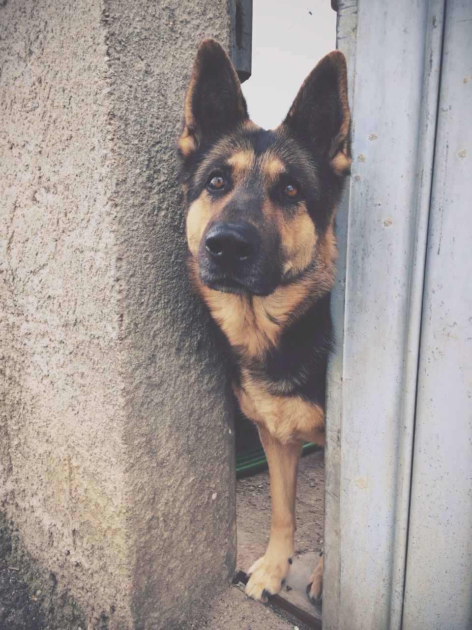 animal themes, one animal, domestic animals, pets, dog, mammal, looking at camera, portrait, wall - building feature, sitting, no people, day, outdoors, close-up, high angle view, zoology, animal head, full length, standing