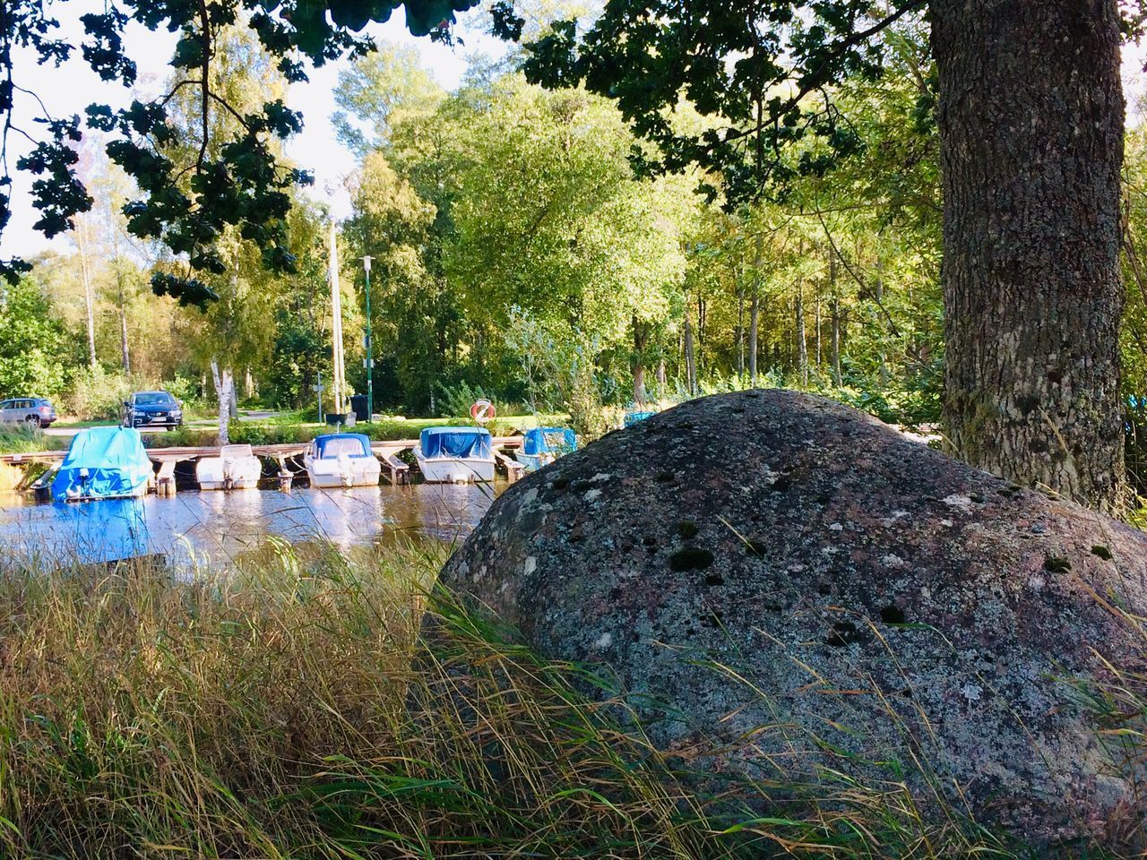 SCENIC VIEW OF RIVER AND TREES IN FOREST