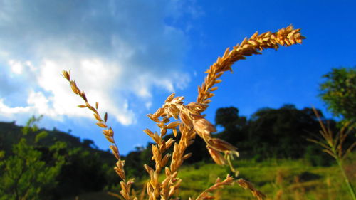 Close-up of plant against sky