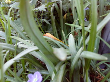 Close-up of lizard on grass