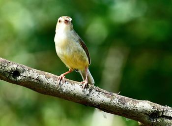 Close-up of bird perching on branch