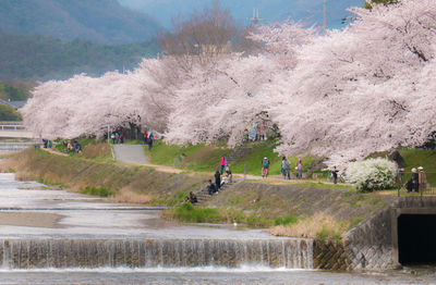 People by cherry blossom trees at kamo river