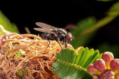 Close-up of insect pollinating flower