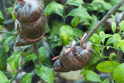 Close-up of crab on plant