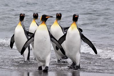 View of birds on beach