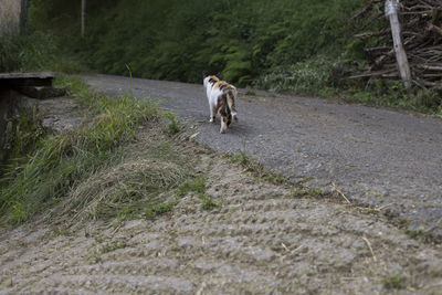 View of dog walking on street