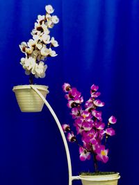 Close-up of purple flowers in vase