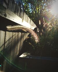 Sun shining through trees