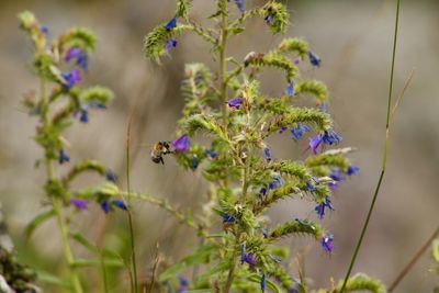 Close-up of purple flowering plants