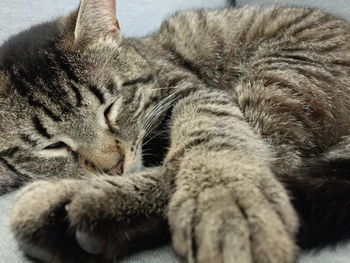 Close-up of cat sleeping
