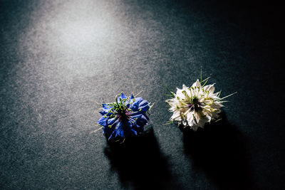 High angle view of purple flowering plant on table