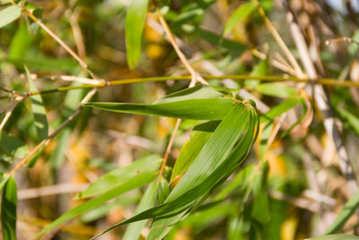 Close-up of plant growing on field
