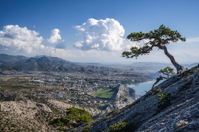 Mountain pines on the slope of mount sokol falcon in republic of crimea. back sea