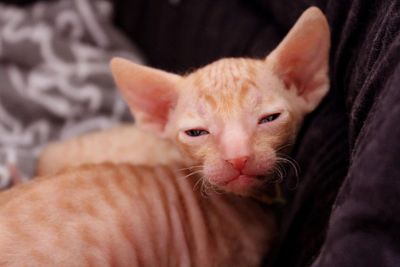 Cornish rex kitten 