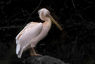 Close-up of pelican perching on tree by lake