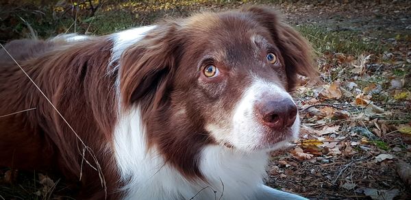 Close-up of dog looking away