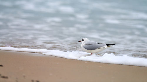 Seagull walking along seashore. black-headed gull chroicocephalus ridibundus standing on beach