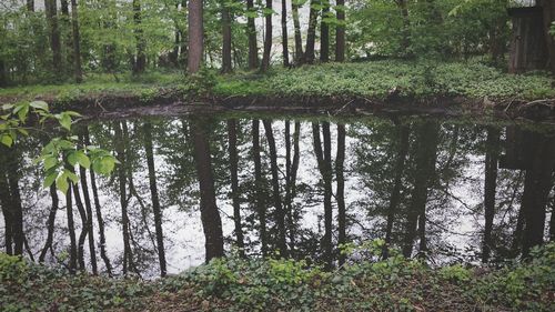 Scenic view of lake in forest