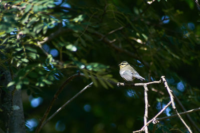 Low angle view of bird perching on branch