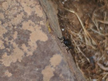 Close-up of insect on wall