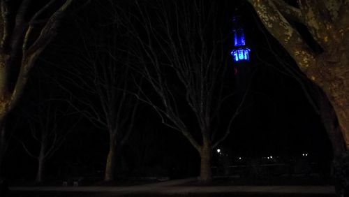 Illuminated bare tree at night