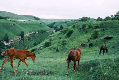 Horses grazing in a field