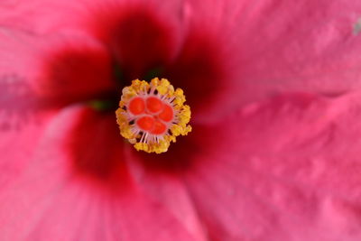 Macro shot of pink flower