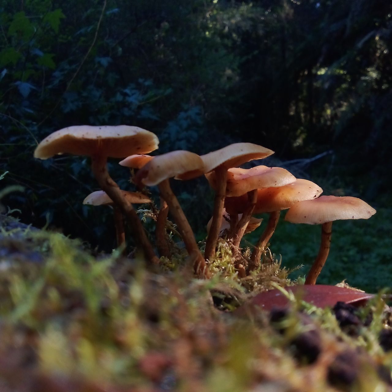 mushroom, fungus, forest, plant, nature, animal wildlife, animal, autumn, land, food, animal themes, vegetable, no people, growth, woodland, natural environment, tree, moss, wildlife, selective focus, beauty in nature, toadstool, outdoors, day, leaf, close-up