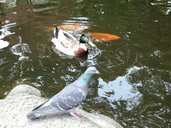 High angle view of duck swimming in lake