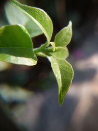 Close-up of plant