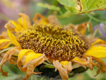 Close-up of yellow flowering plant