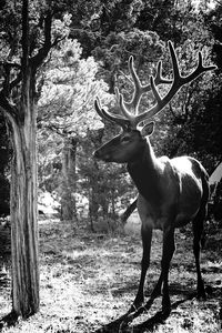 Red deer in forest