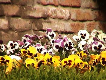 Close-up of flowers