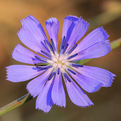 Close-up of purple flower