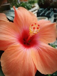 Close-up of orange day lily blooming outdoors