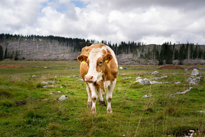 Cow standing in a field