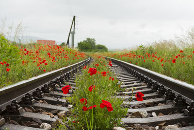 Railroad tracks by plants against sky