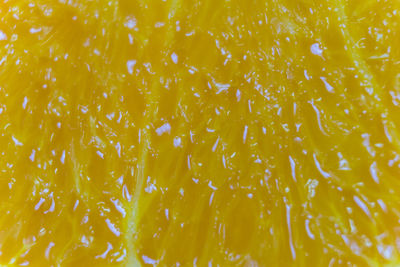 Full frame shot of orange fruit