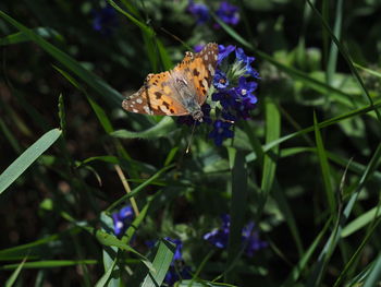 Butterfly pollinating on purple flower