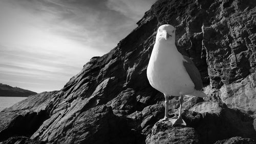 Seagull perching on rock