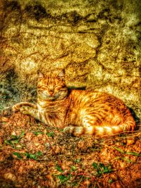 Cat sleeping on tiled floor