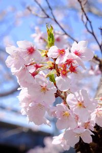 Close-up of cherry blossoms in spring