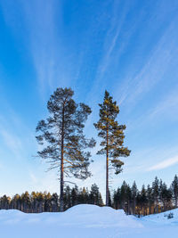 Trees on snow covered landscape against sky