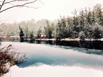 Bare trees in water